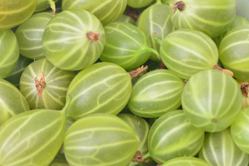 Fresh gooseberry
