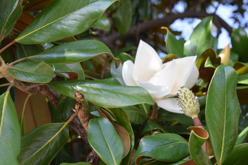 Fototapeta na wymiar Magnolia