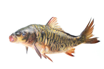 Fish carp