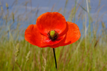 Czerwony kwiat mak  (Papaver) na tle trawy i błękitnego nieba