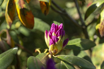 Ultra violet nerium, purple oleander, blooming mauve oleander 2018