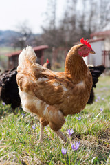 Chicken on free range farm
