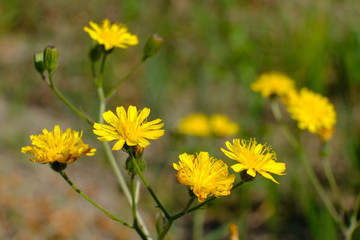 Żółty kwiat polny - jastrzębiec (Hieracium)
