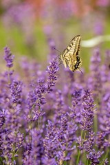 Butterfly flying over lavender flower, butterflies on lavender flower