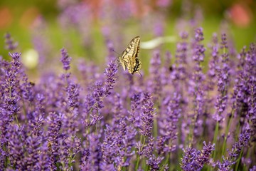 Butterfly flying over lavender flower, butterflies on lavender flower