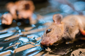 Mice trapped on kill mice,dead mice.