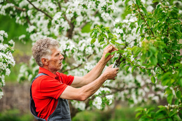 gardener with pruner pruning apple tree branch at summer garden background. people and farm concept