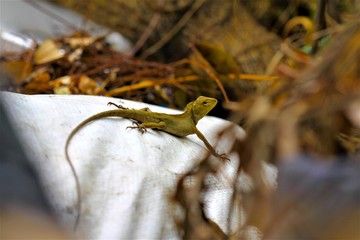 Lizard on the roadside , macro close- up nature animal small.
