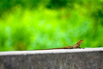Lizard on the roadside , macro close- up nature animal small.