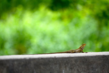 Lizard on the roadside , macro close- up nature animal small.