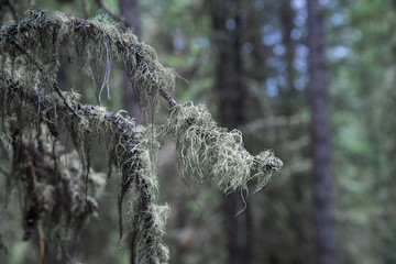 Taiga, tree branches covered with moss closeup