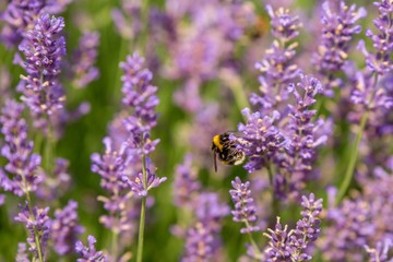 honeybee flying over lavender flower, honeybee pollinating lavender flower