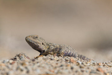 Trapelus Sanguinolentus, Lizard From The Family Of Agama. Steppe Agama.Large Steppe Lizard Trapelus Sangoinolentus Is Heated On The Sand.
Altyn-Emel National Park, Aktau Mountains, Kazakhstan