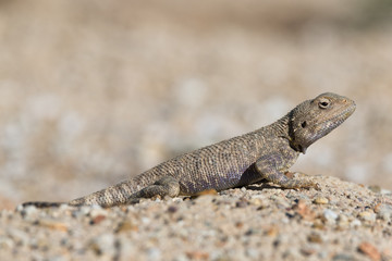 Trapelus Sanguinolentus, Lizard From The Family Of Agama. Steppe Agama.Large Steppe Lizard Trapelus Sangoinolentus Is Heated On The Sand.
Altyn-Emel National Park, Aktau Mountains, Kazakhstan