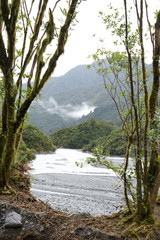 Regenwald in Neuseeland