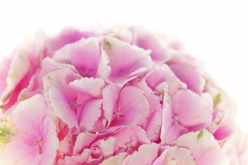 Close up of blooming pink hydrangea flower. Tinted photo. Shallow depth of field.