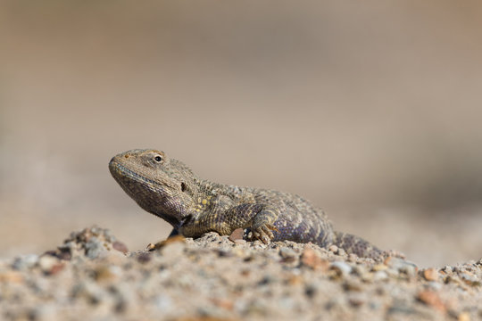 Trapelus Sanguinolentus, Lizard From The Family Of Agama. Steppe Agama.Large Steppe Lizard Trapelus Sangoinolentus Is Heated On The Sand.
Altyn-Emel National Park, Aktau Mountains, Kazakhstan