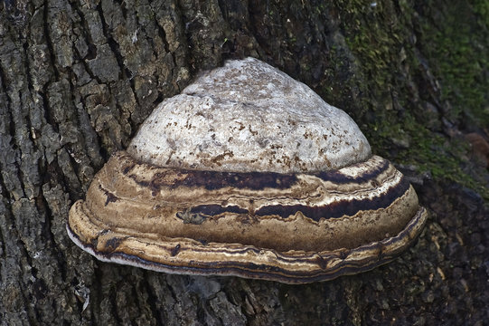 Artist&rsquo;s conk fungus (Ganoderma applanatum). Known also as Artist&rsquo;s bracket and Bear bread.