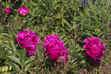 Blooming peony flowers