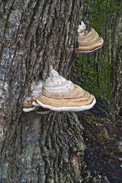 Artist&rsquo;s conk fungus (Ganoderma applanatum). Known also as Artist&rsquo;s bracket and Bear bread.