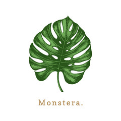 Vector palm leaf illustration on white background.Poster with Monstera.