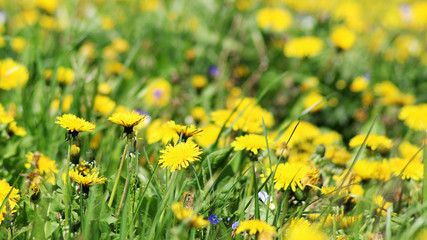 Spring meadow with yellow flowers - dandelion Taraxacum . Located within the grass. multiple and single flowers.
