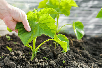 Hand of farmer holding a sprout of a cucumber.Cucumbers: planting, growing and harvesting cucumbers