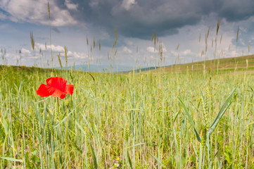 Red poppy on focus on wheat field, storm clouds, agricultural landscape in Transylvania, Romania.