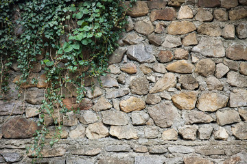 Stone wall twined with ivy