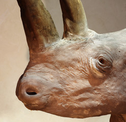 Fototapeta premium rhinos head taxidermy object detail