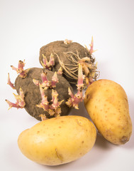 Rotten old sprouting potatoes on a light background.