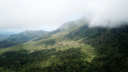 Obraz na płótnie Canvas Forest from above. Aerial photo rainforest trees 