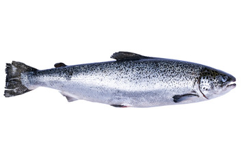 Obraz premium Salmon fish isolated on white background. Fresh wild salmon isolated on a white. Fresh whole salmon. Empty space for text. Copy space.