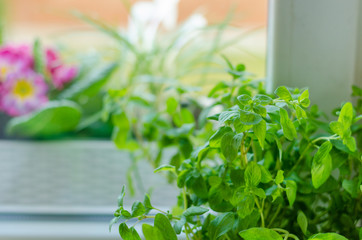 Herbs in pot home