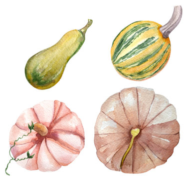 Watercolor Clipart Pumpkins And Zucchini