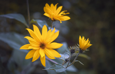 Obraz premium Gelbe Blumen, Sonnenblumen, neutral - Yellow flowers, sunflower
