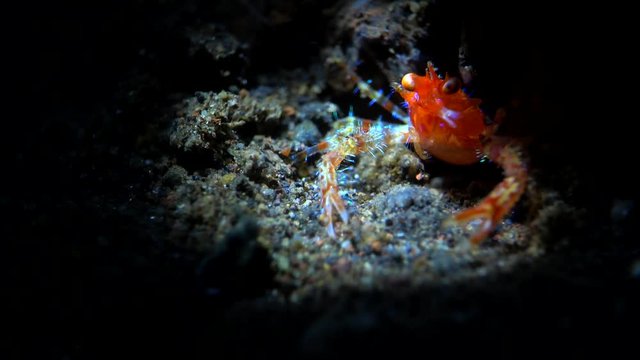 Shrimp and Crab