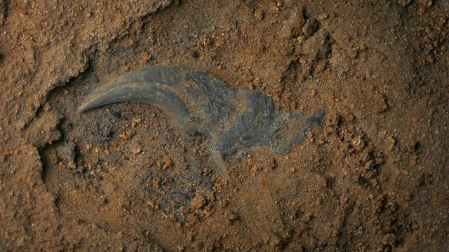 Velociraptor Claw Fossil Rotating Overhead Shot