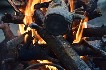 fire wood nature