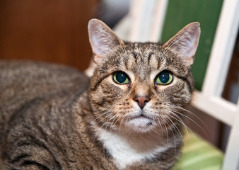 .A gray tabby cat with green eyes lies on a green chair