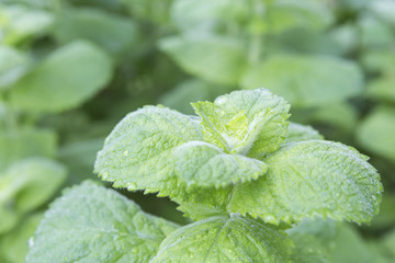 Green mint plant, side view of organic fresh leaves