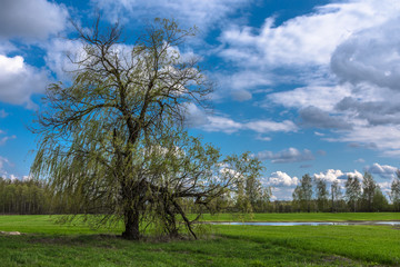 Early spring in country