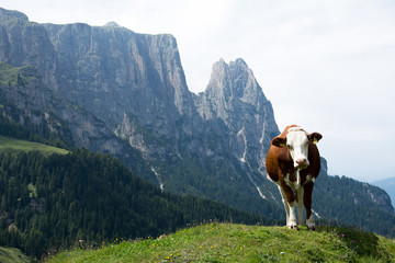 Mucca e Sciliar