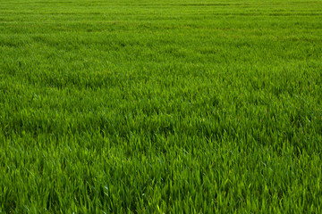 Green field
