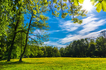Spring time in the park