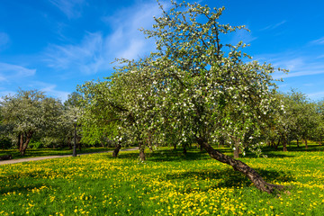Spring time in the park