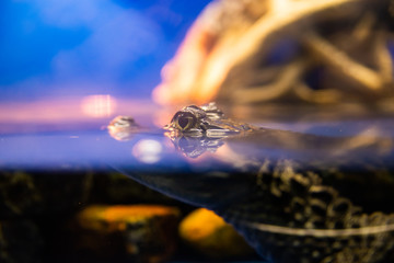Eye of Caiman crocodilus in water in aquarium
