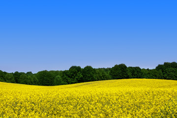 Raps   -   Rape flowers