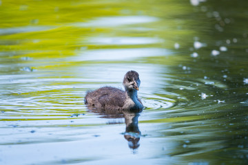 Wild duck or Anas platyrhynchos swimming in the water of lake.