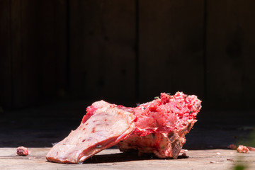 Fly insect on Food from meat on bone in causing diarrhea